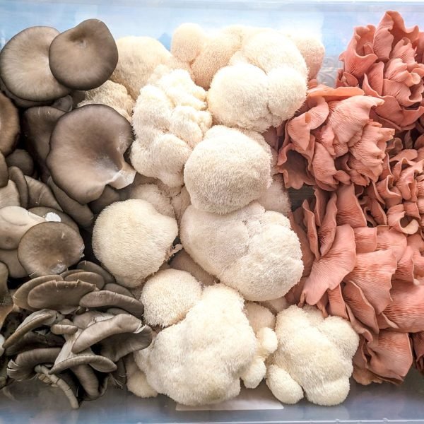 Champignons cultivés maison