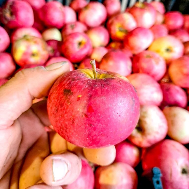 Pomme dans une main à la Maison des Forestibles de l'Abbaye