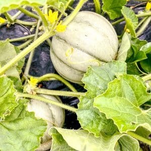 Melon qui pousse dans un jardin