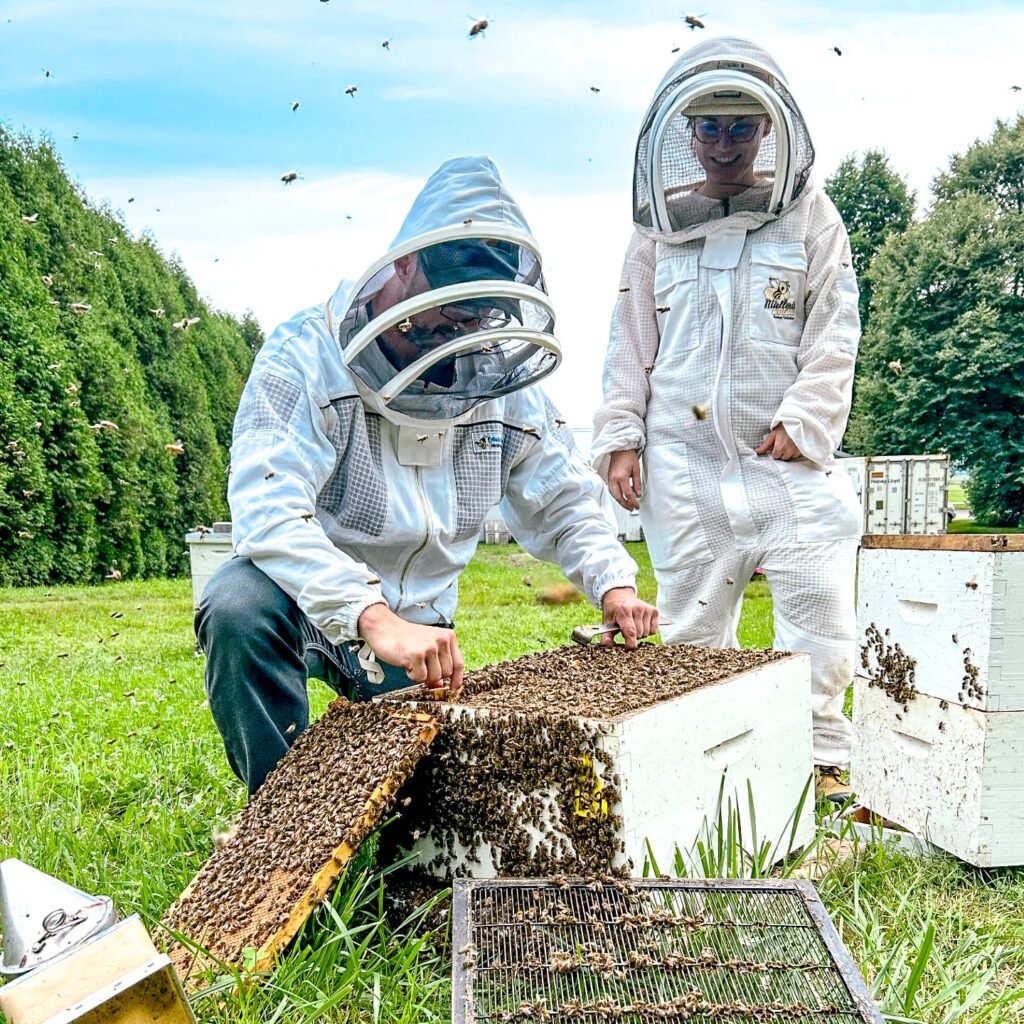 Deux personnes pratiquent l’apiculture à la Maison des Forestibles de l’Abbaye.